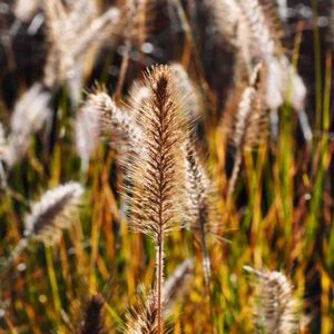 Pennisetum alopecuroides ---